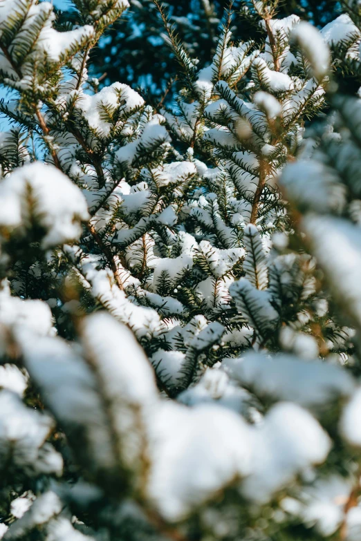 a snow covered pine tree with a blue sky in the background, close to the camera, indie film, background image, new hampshire