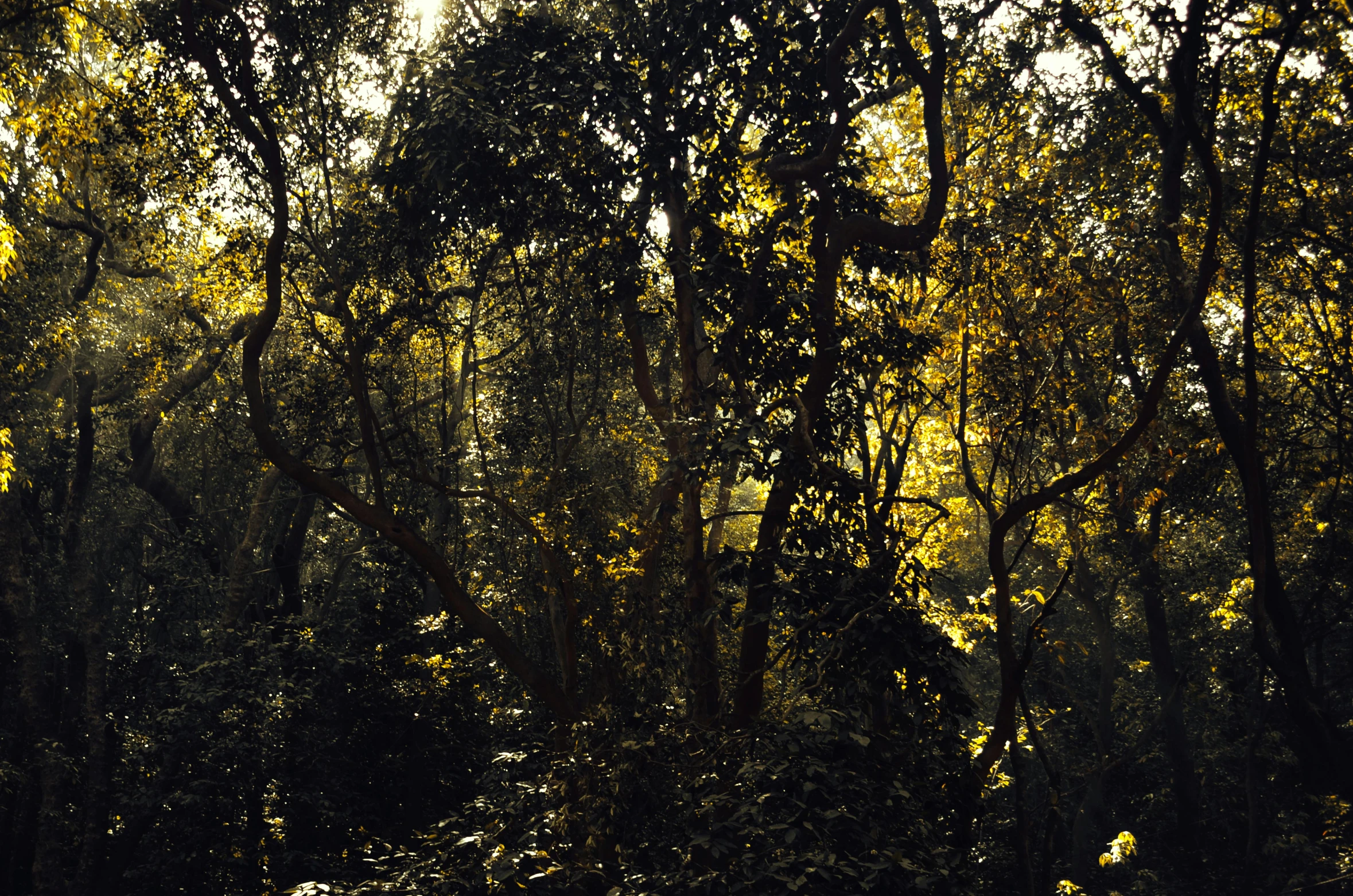 the sun shines through the trees in the forest, an album cover, inspired by Thomas Struth, australian tonalism, sri lankan landscape, ((forest)), 1960s color photograph, morning. hyperrealism