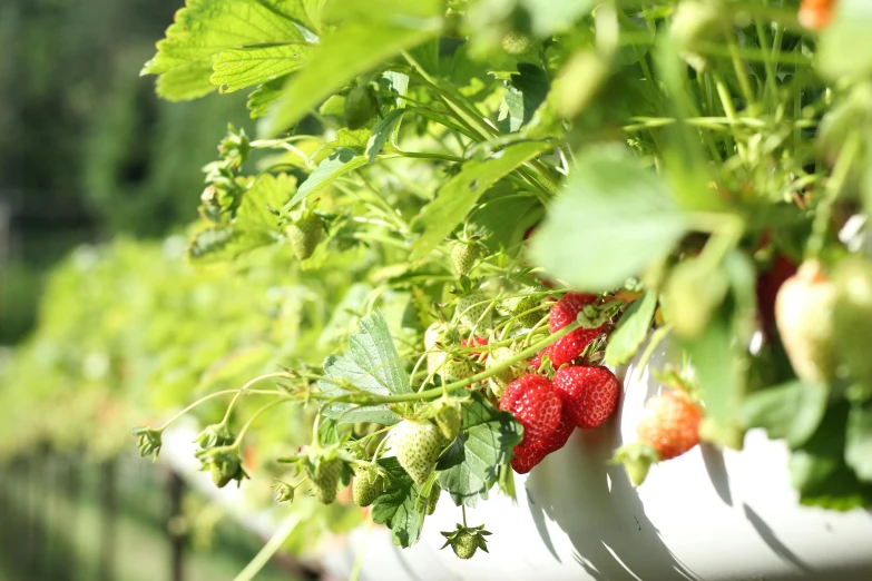 a close up of a bunch of strawberries on a planter, by Yasushi Sugiyama, hurufiyya, lush surroundings, hydroponic farms, green and red plants, high quality product image”