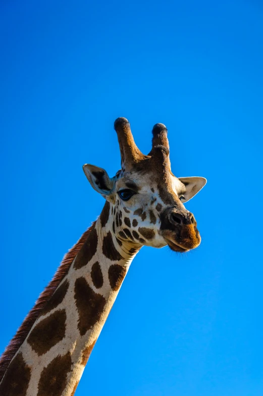 a giraffe standing in front of a blue sky, slide show, photograph