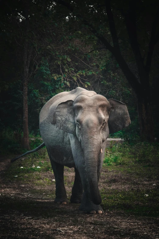 an elephant standing in the middle of a forest, by Adam Marczyński, pexels contest winner, sumatraism, grey ears, in the evening, bangkok, 256435456k film