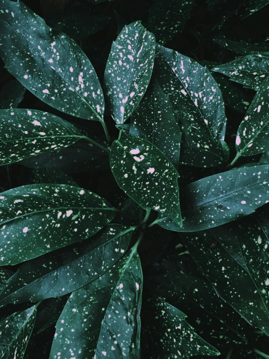 a close up of a green plant with white spots, an album cover, inspired by Elsa Bleda, trending on unsplash, visual art, glitter gif, 4 k hd wallpapear, plants allover, moody aesthetic