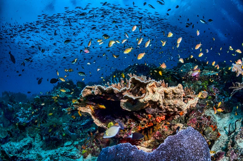 a large group of fish swimming over a coral reef, fan favorite, bali, evan lee, thumbnail