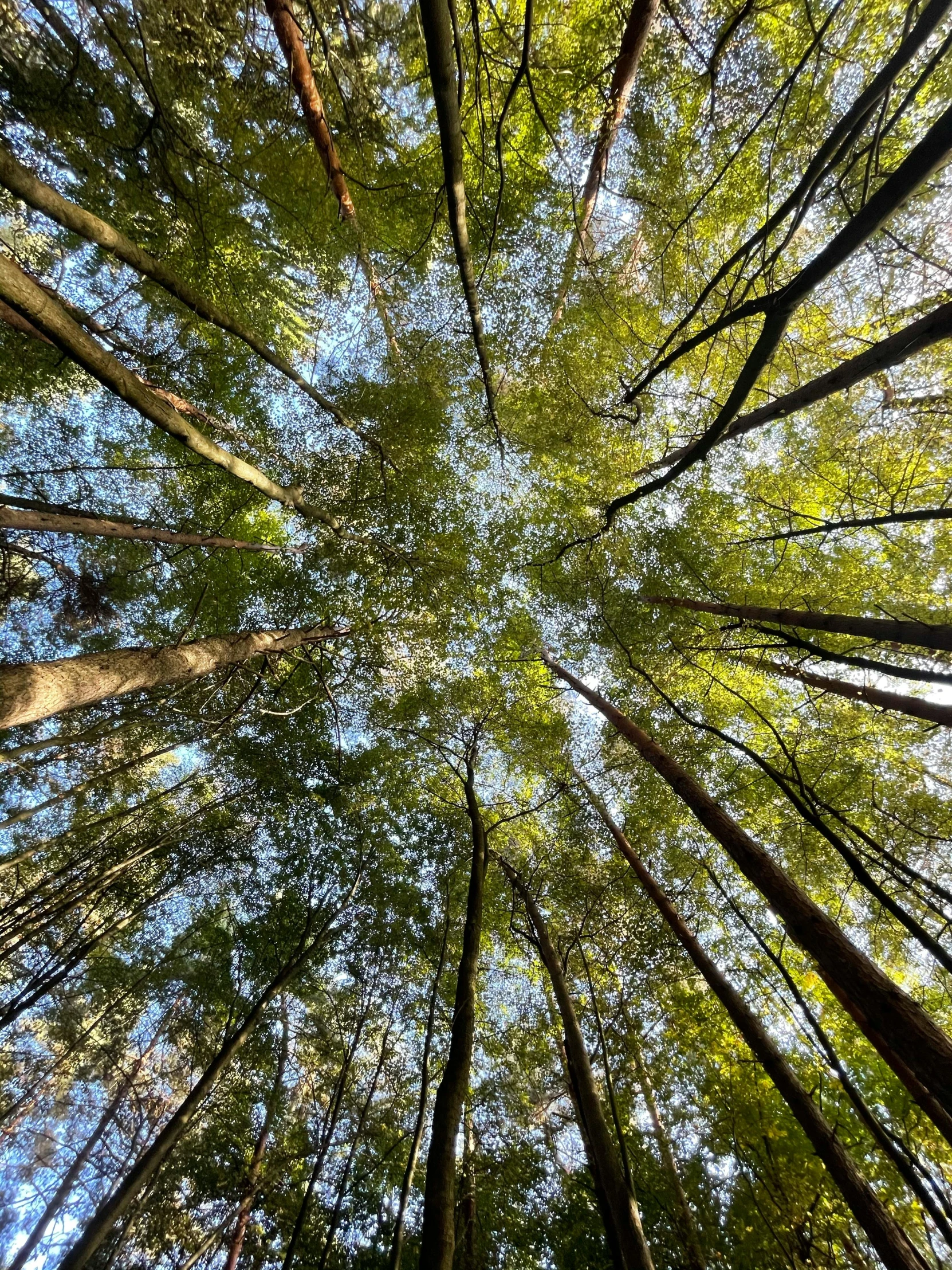 a forest filled with lots of tall trees, looking at the ceiling, ((trees)), overhead, shot with sony alpha