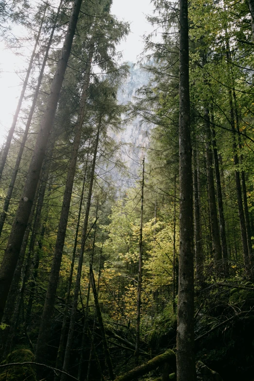 a forest filled with lots of tall trees, sunlight beaming down, paul barson, f / 2 0, cinematic-shot