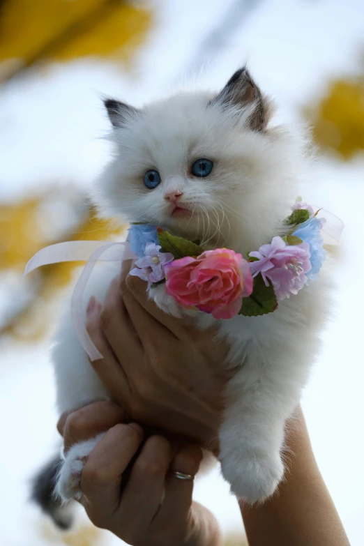 a person holding a white kitten with blue eyes, by Gwen Barnard, reddit, flower crown, soft light.4k, trending photo, ribbon