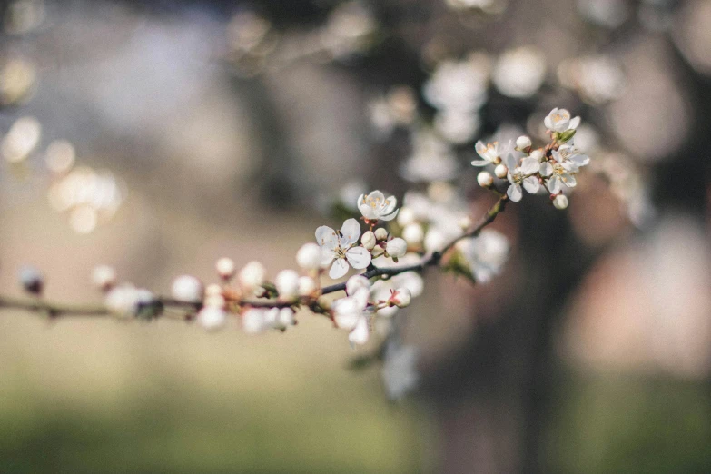 a branch of a tree with white flowers, by Niko Henrichon, trending on unsplash, paul barson, fruit trees, manuka, with intricate detail