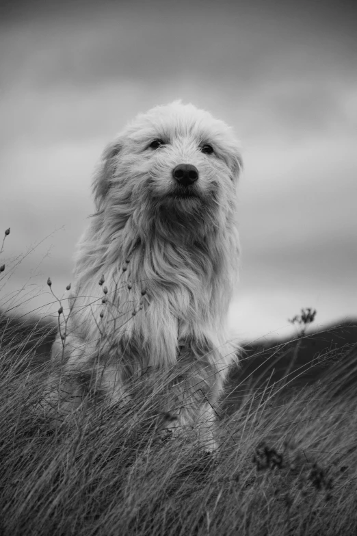 a dog that is sitting in the grass, a black and white photo, by Andrew Geddes, standing in the isle of harris, blond furr, beautiful face!, hyperealistic photo