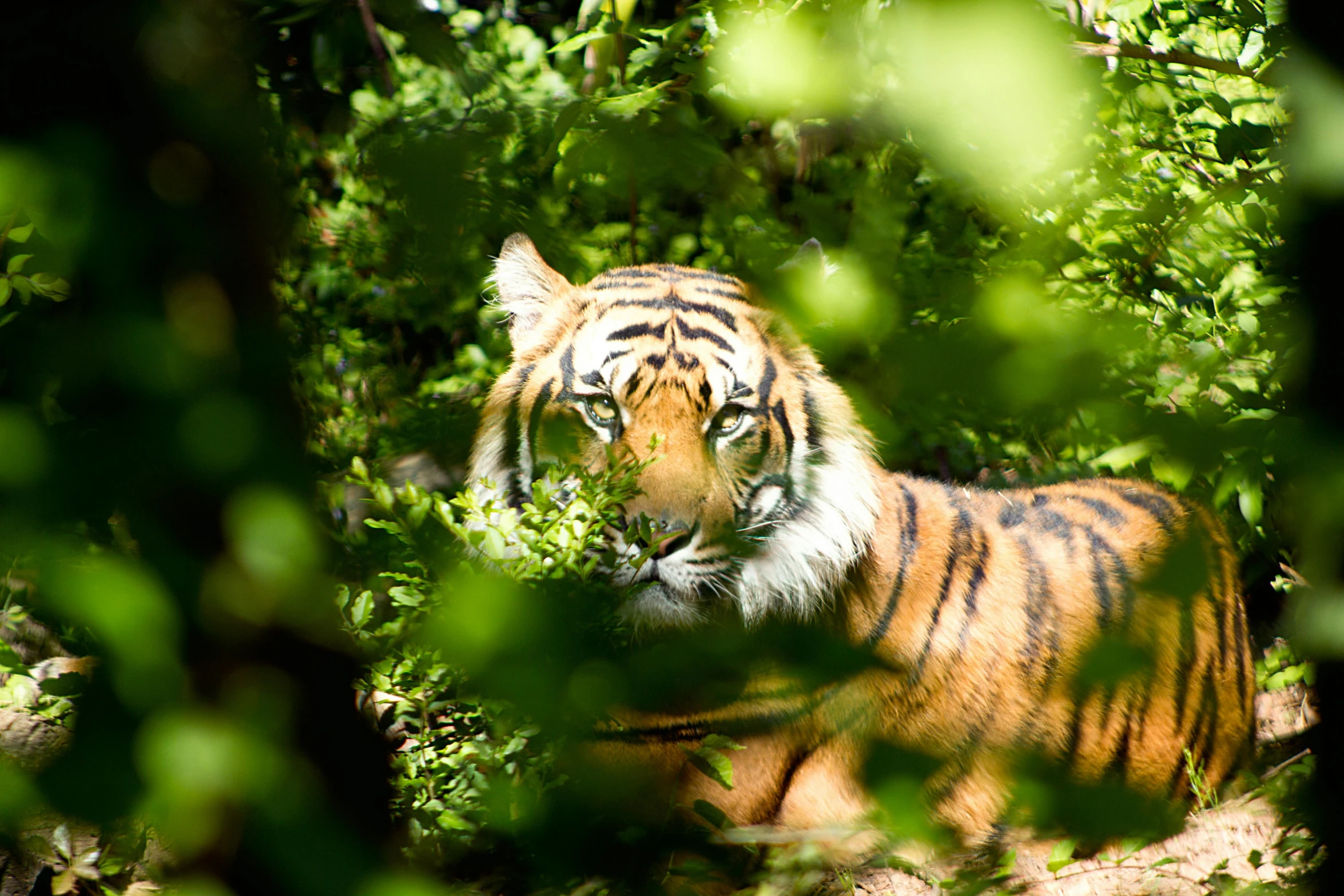a tiger that is laying down in the grass, by Adam Marczyński, unsplash, amongst foliage, manuka, eating, on a sunny day
