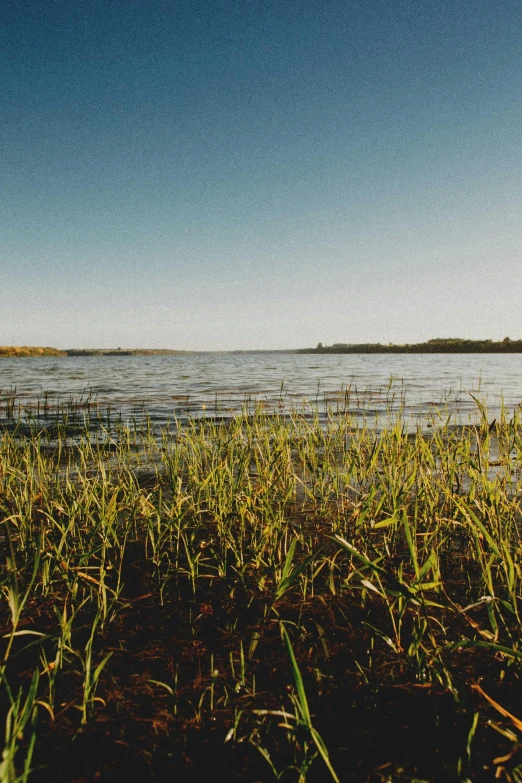 a field of grass next to a body of water, hurufiyya, photo taken on fujifilm superia, red lake, bay, no cropping