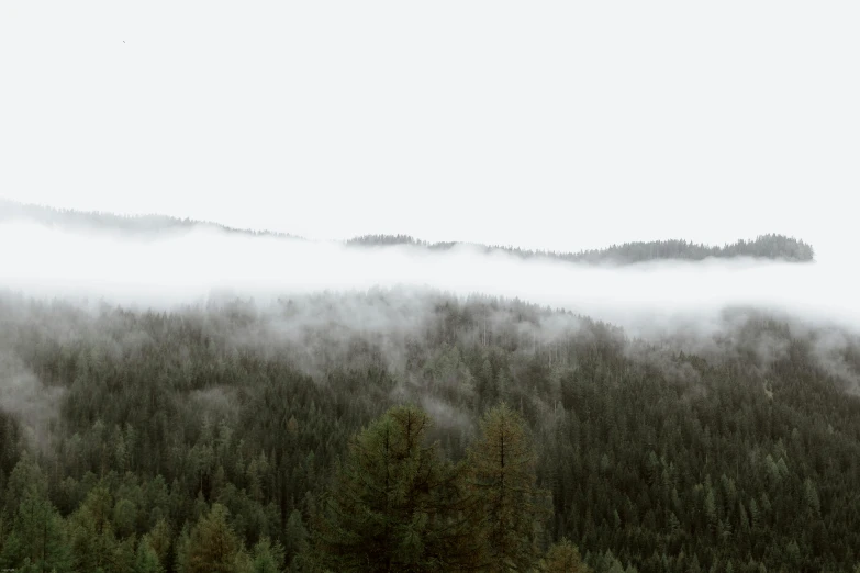 a herd of cattle grazing on top of a lush green field, an album cover, by Emma Andijewska, pexels contest winner, minimalism, in a foggy redwood forest, mountainous, view of forest, gray clouds