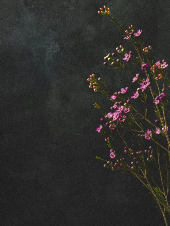 a vase filled with pink flowers on top of a table, an album cover, by Anna Boch, trending on unsplash, visual art, dark textured background, 4 k hd wallpapear, darkslategray wall, verbena