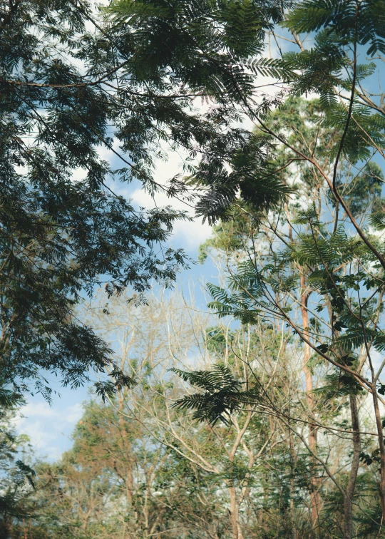 a red fire hydrant sitting in the middle of a forest, an album cover, by Elizabeth Durack, hurufiyya, as seen from the canopy, blue sky, shot on a 2 0 0 3 camera, eucalyptus