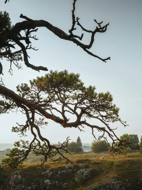 a large tree sitting on top of a lush green hillside, inspired by Caspar David Friedrich, unsplash contest winner, maritime pine, julia hetta, alvar aalto, hyperdetailed twigs and plants