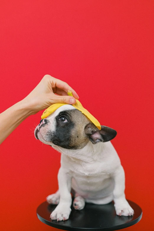 a small dog with a banana on its head, by Julia Pishtar, trending on pexels, minimalism, holding hot sauce, french bulldog, with lemon skin texture, hand