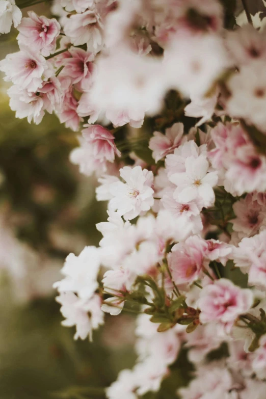 a bunch of pink and white flowers on a tree, inspired by Maruyama Ōkyo, trending on unsplash, romanticism, loosely cropped, made of flowers, porcelain skin ”