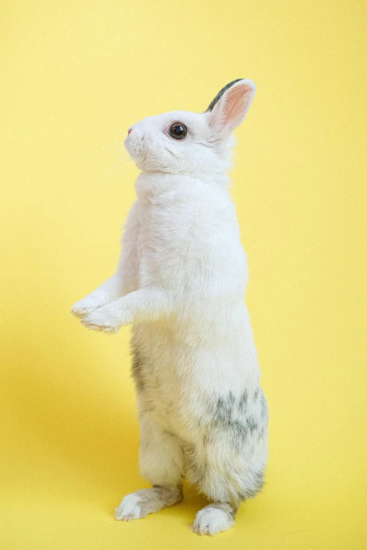 a white rabbit standing on its hind legs, shutterstock contest winner, arabesque, on a yellow canva, studio portrait, pet animal, 15081959 21121991 01012000 4k