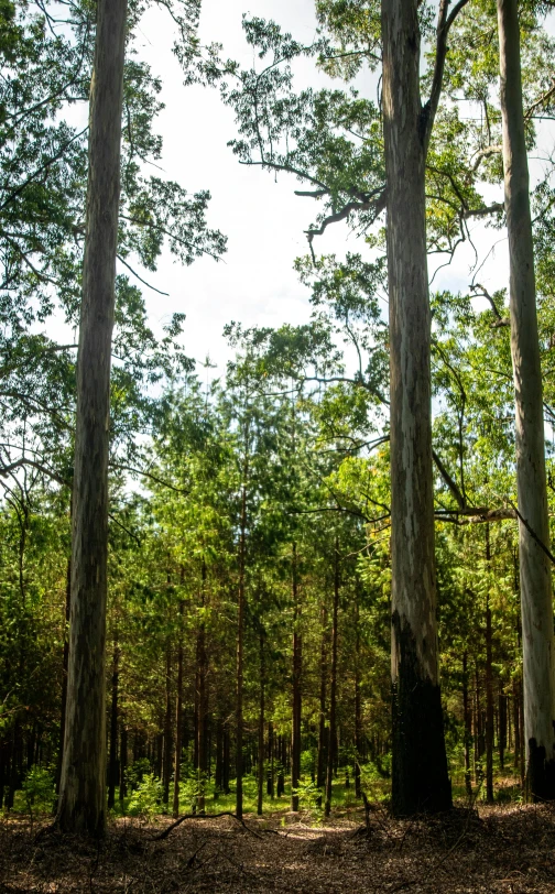 a forest filled with lots of tall trees, australian bush, iso 1 0 0 wide view, william penn state forest, trees. wide view