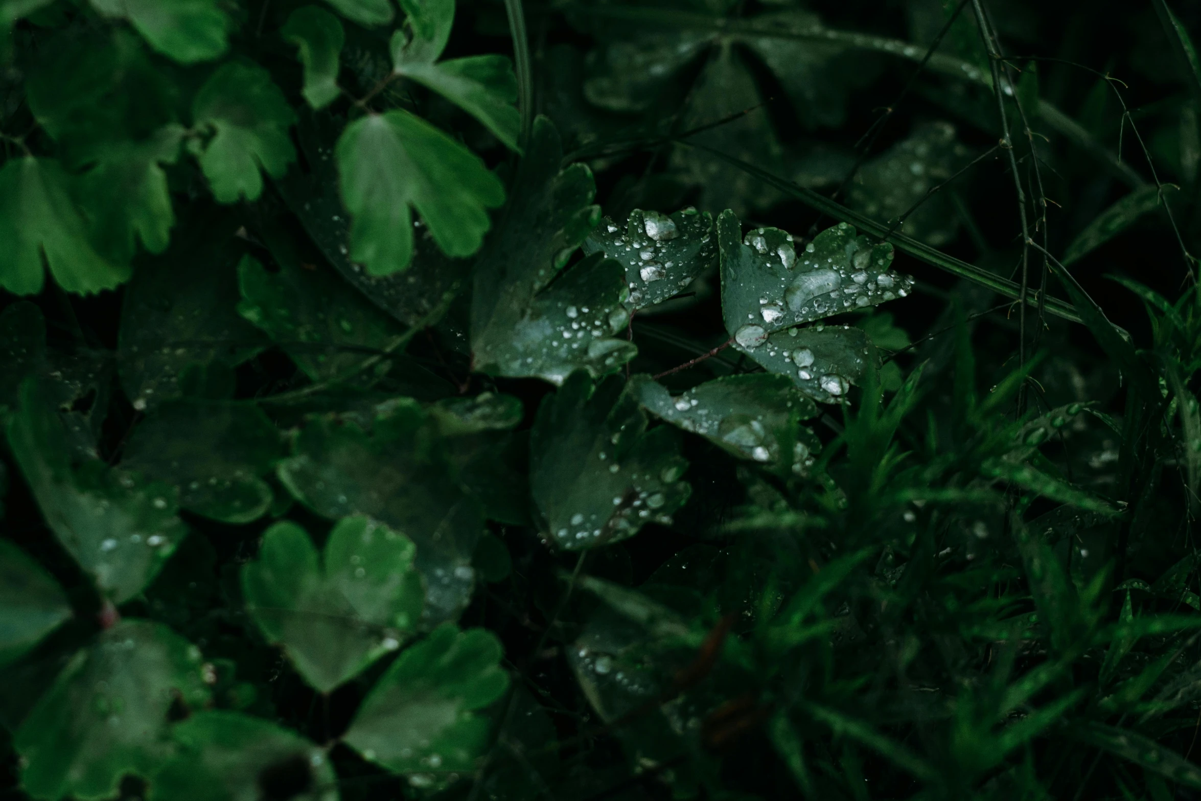 a green plant with water droplets on it, an album cover, trending on pexels, hurufiyya, forest floor, emeralds, background image, alessio albi