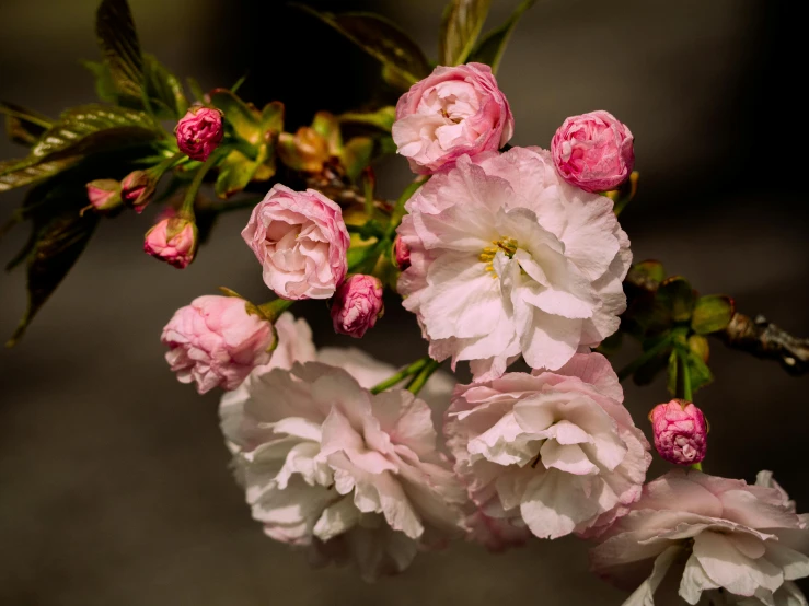 a close up of a bunch of flowers on a tree, inspired by Hasegawa Tōhaku, unsplash, romanticism, paul barson, cherry, pink rosa, brown