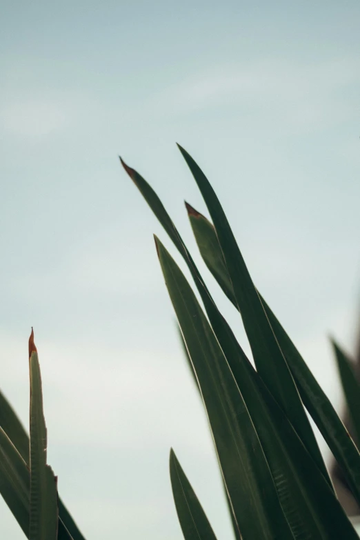 a close up of a plant with a sky in the background, by Carey Morris, unsplash, minimalism, in a row, fins, low quality photo, made of leaves