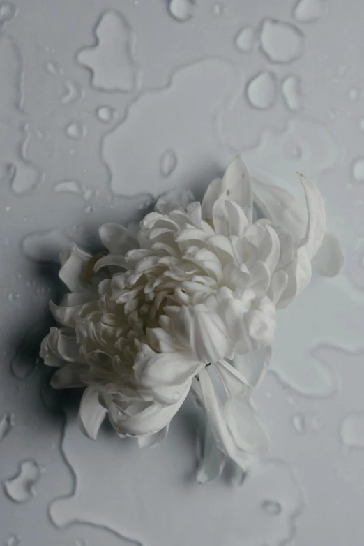 a close up of a flower on a table, inspired by Cy Twombly, unsplash, romanticism, soft white rubber, very wet, white ribbon, detailed product image