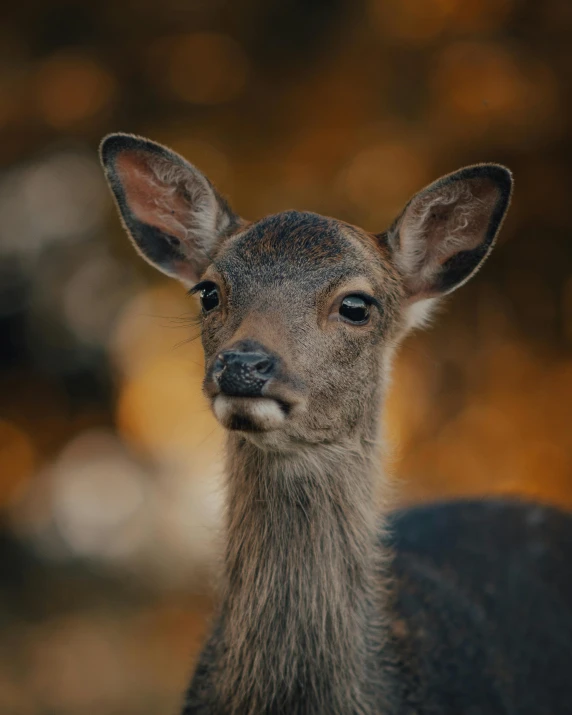 a close up of a deer looking at the camera