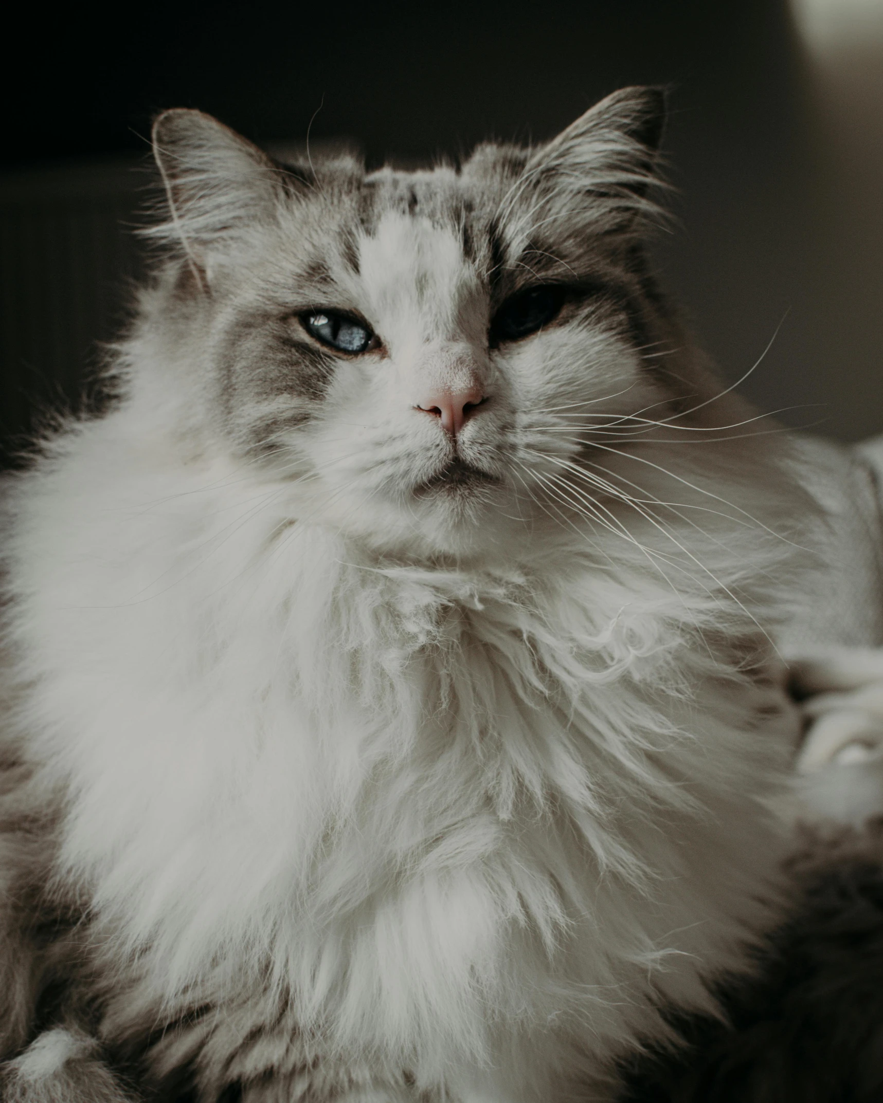 a gray and white cat sitting on top of a couch, trending on unsplash, furry art, regal and menacing visage, fluffy chest, god of cats, with a white complexion