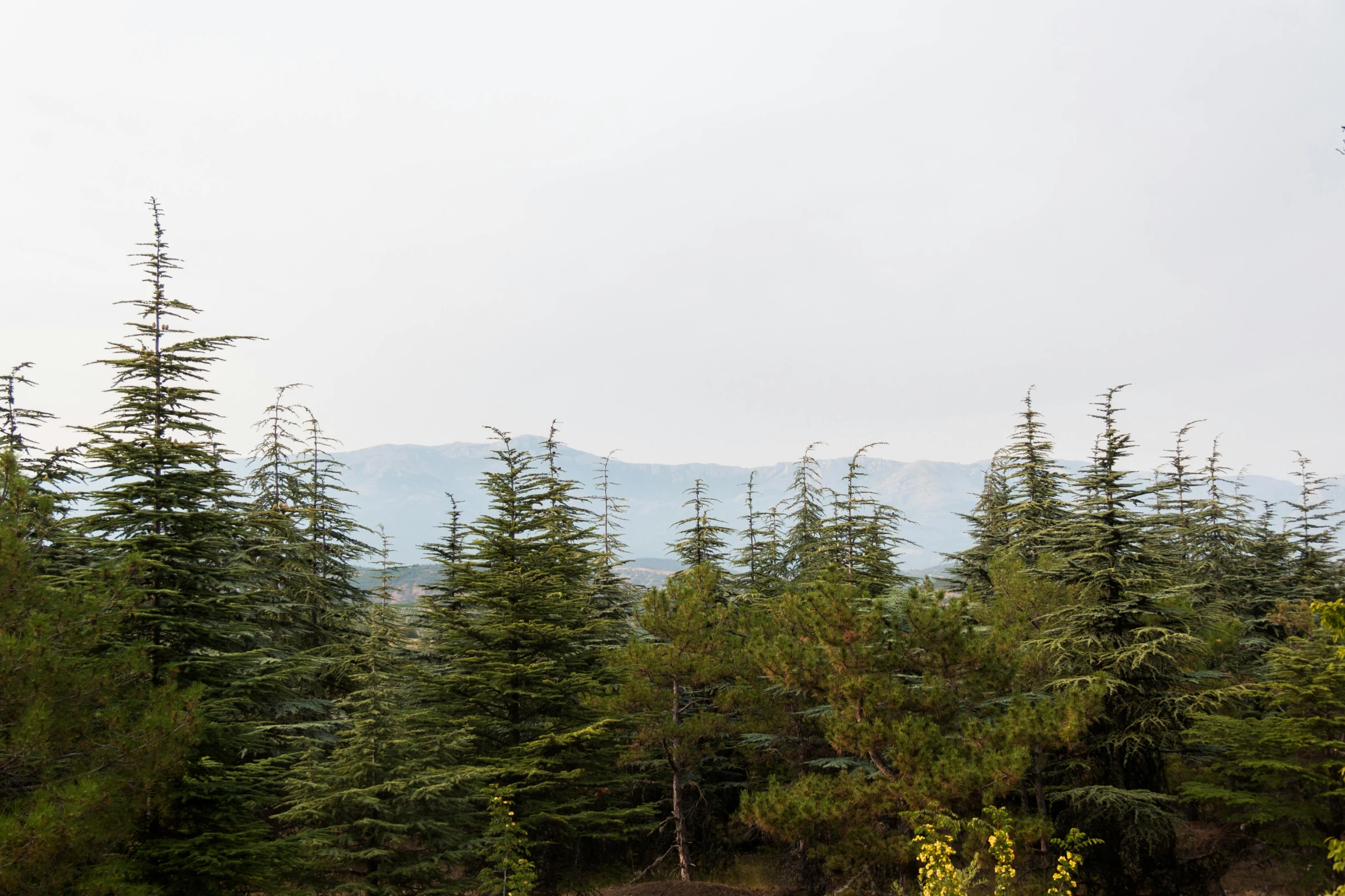 a red fire hydrant sitting in the middle of a forest, by Muggur, les nabis, distant photo, ((trees)), reza afshar, panorama view