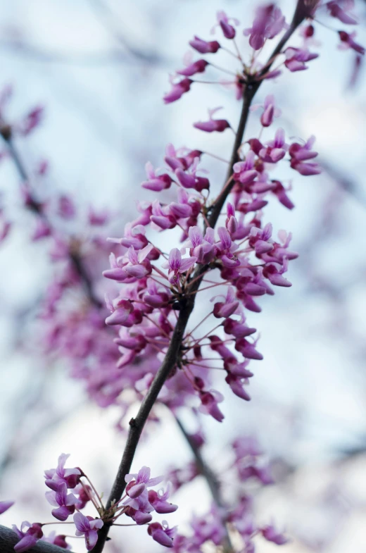 a close up of a tree with purple flowers, flowering buds, carson ellis, pink trees, no cropping