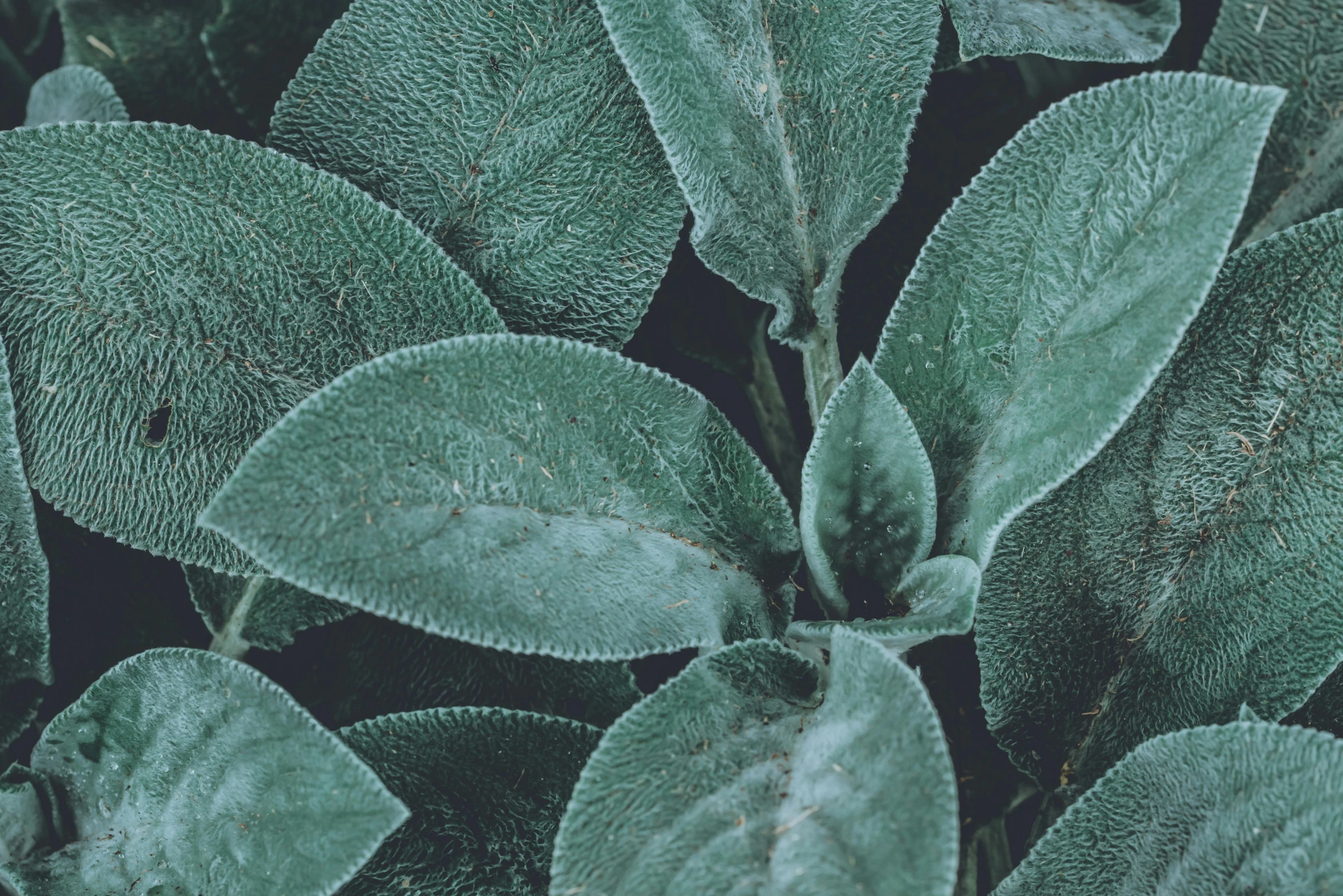 a close up of a plant with green leaves, inspired by Elsa Bleda, trending on pexels, sage, silver mist, realistic textured, dark