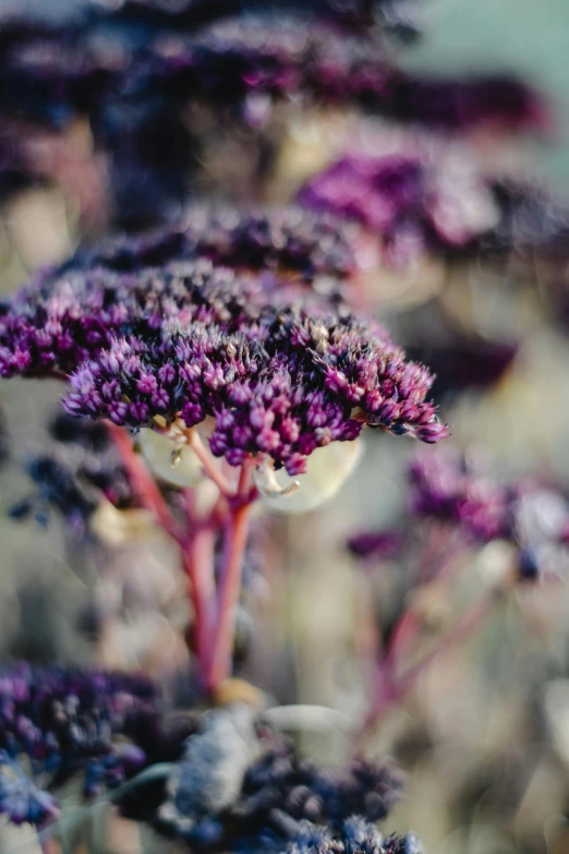 a close up of a bunch of purple flowers, by Jacob Toorenvliet, pexels, twirling glowing sea plants, abundant fruition seeds, 1960s color photograph, made of glazed