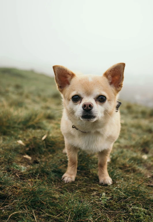 a small dog standing on top of a grass covered hillside, trending on unsplash, tiny thin mustache, chihuahua, overcast weather, 5 0 0 px