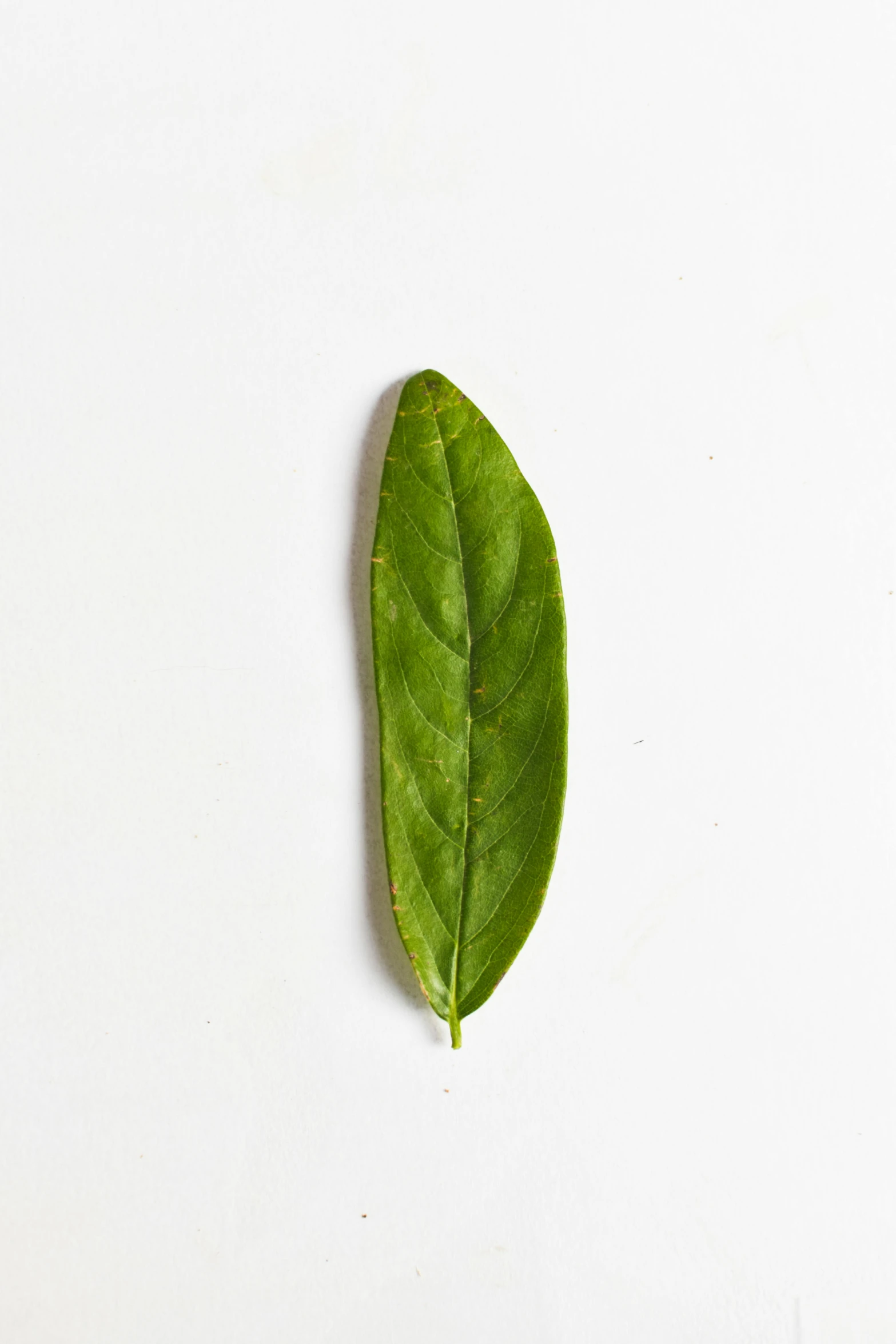 a close up of a leaf on a white surface, by Matthias Stom, hurufiyya, sage ( valorant ), full product shot, manuka, medium height