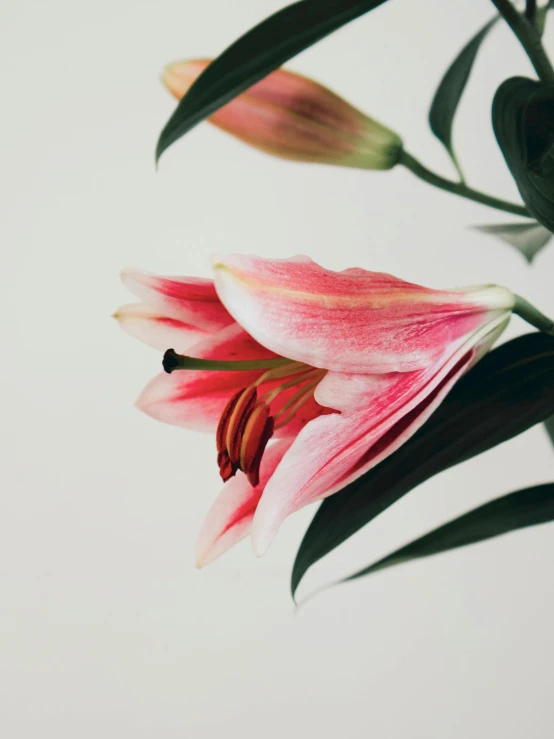 a close up of a pink flower in a vase, trending on unsplash, exotic lily ears, low quality photo, side profile shot, today\'s featured photograph 4k