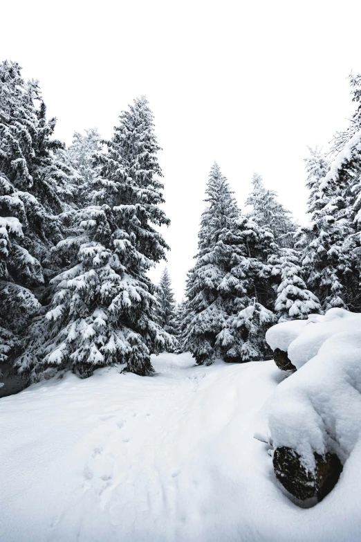 a man riding a snowboard down a snow covered slope, pexels contest winner, romanticism, spruce trees, photo of zurich, on forest path, today\'s featured photograph 4k