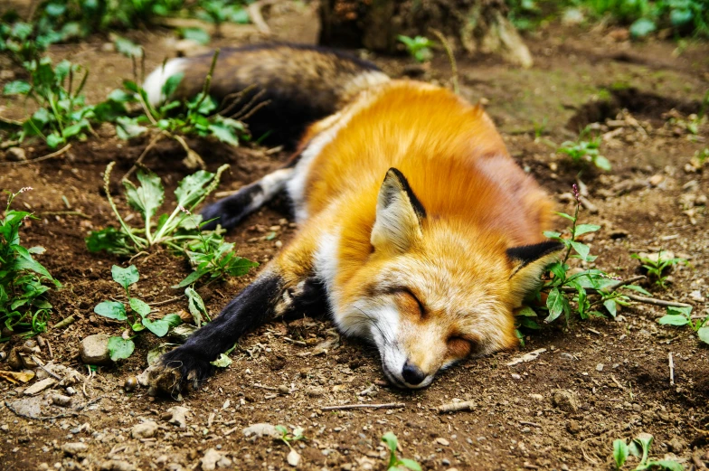a fox that is laying down in the dirt, by Julia Pishtar, pexels contest winner, sleepers, furries wearing tails, eyes closed, hunting