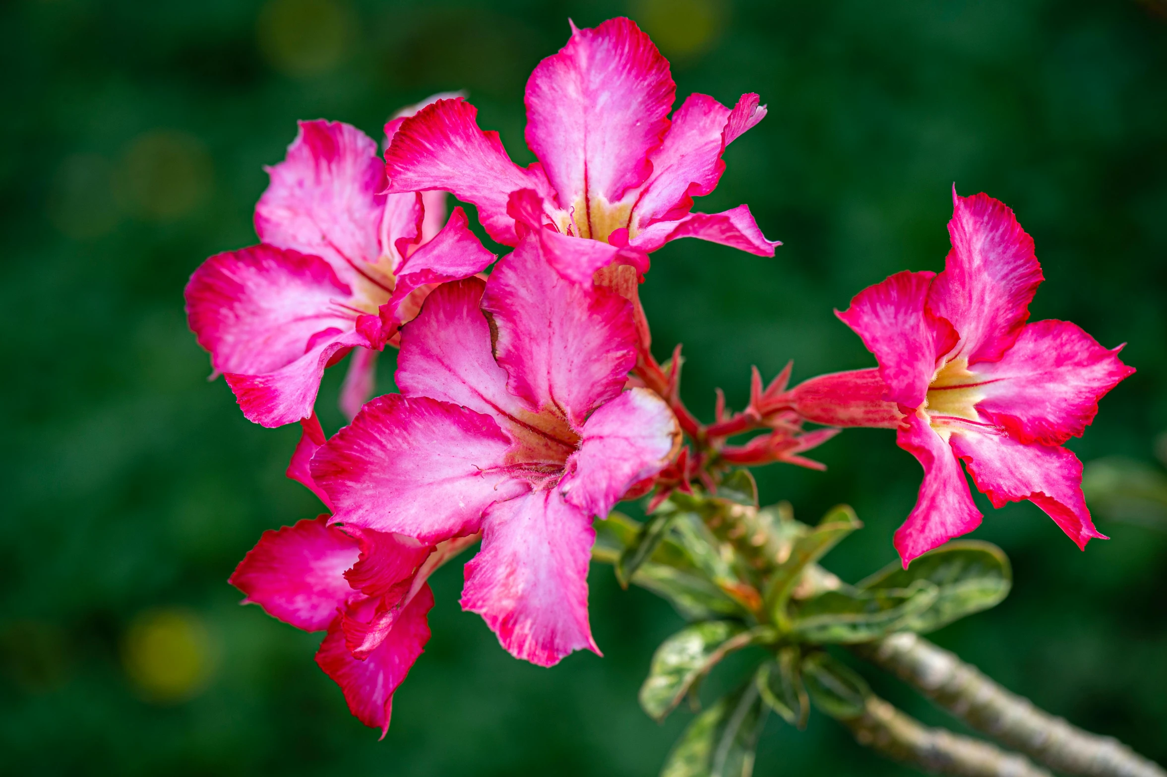 a close up of a pink flower on a branch, inspired by Jane Nasmyth, unsplash, renaissance, vibrant red and green colours, madagascar, tie-dye, various posed