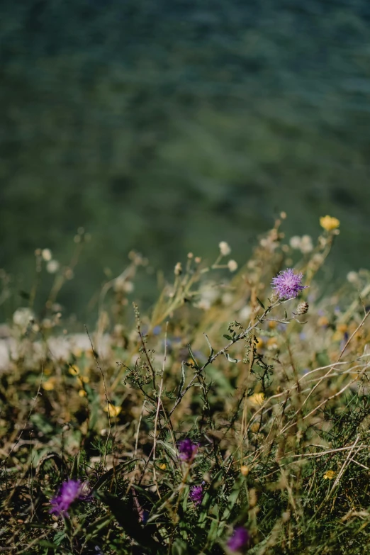 a field of wildflowers next to a body of water, by Niko Henrichon, trending on unsplash, renaissance, looking down a cliff, thistle, high quality photo, made of wildflowers