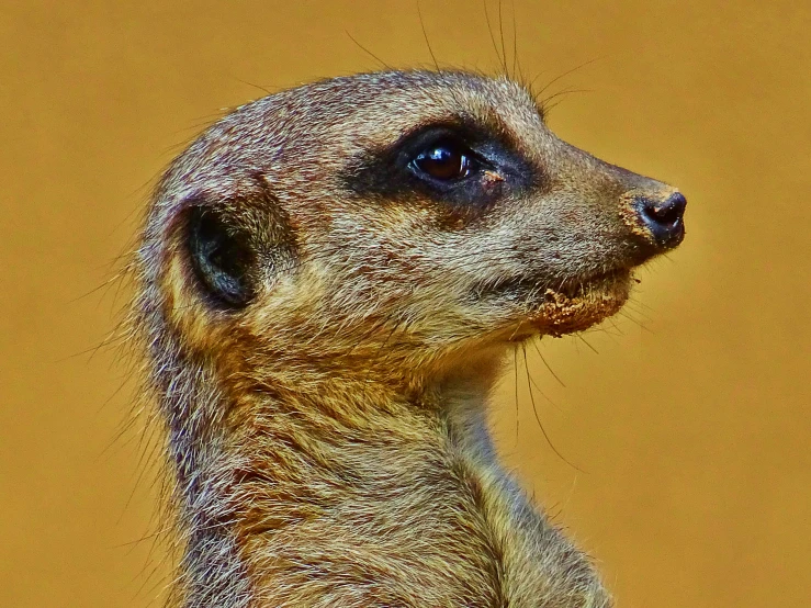 a close up of a very cute looking animal, by Peter Churcher, trending on pexels, renaissance, smooth oval head, fine pointy chin, madagascar, extremely realistic photo