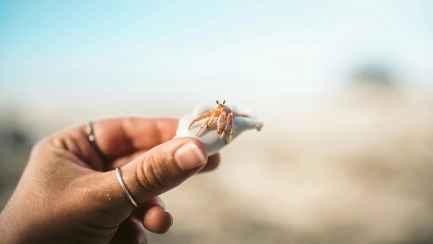 a person holding a small crab in their hand, unsplash, pointy shell, delightful surroundings, journey, fan favorite