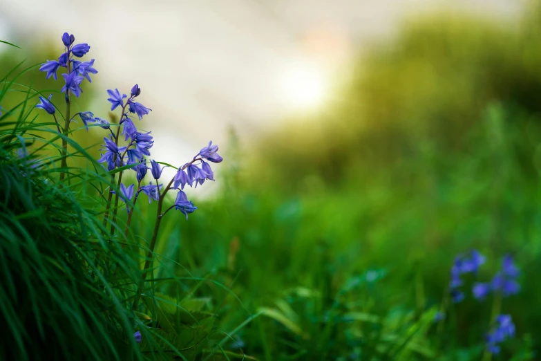 a bunch of purple flowers sitting on top of a lush green field, unsplash, blue and green light, in a forest glade, at sunrise, soft light - n 9