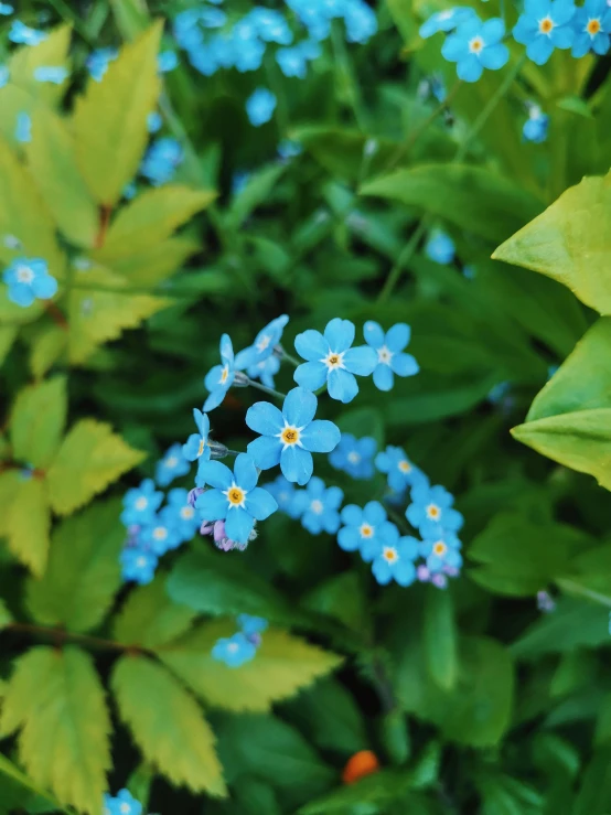 a close up of a bunch of blue flowers, unsplash, green foliage, instagram post, ((blue)), contain