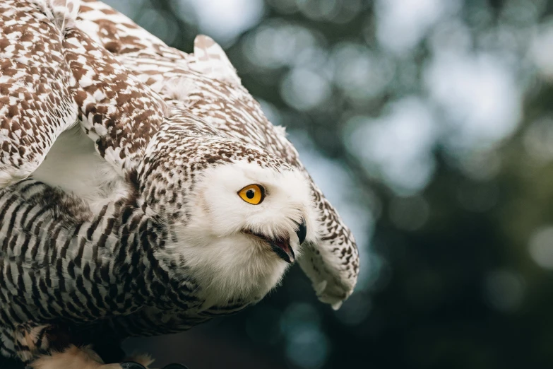 a close up of an owl on a tree branch, trending on pexels, hurufiyya, an eagle flying, white, 🦩🪐🐞👩🏻🦳, speckled