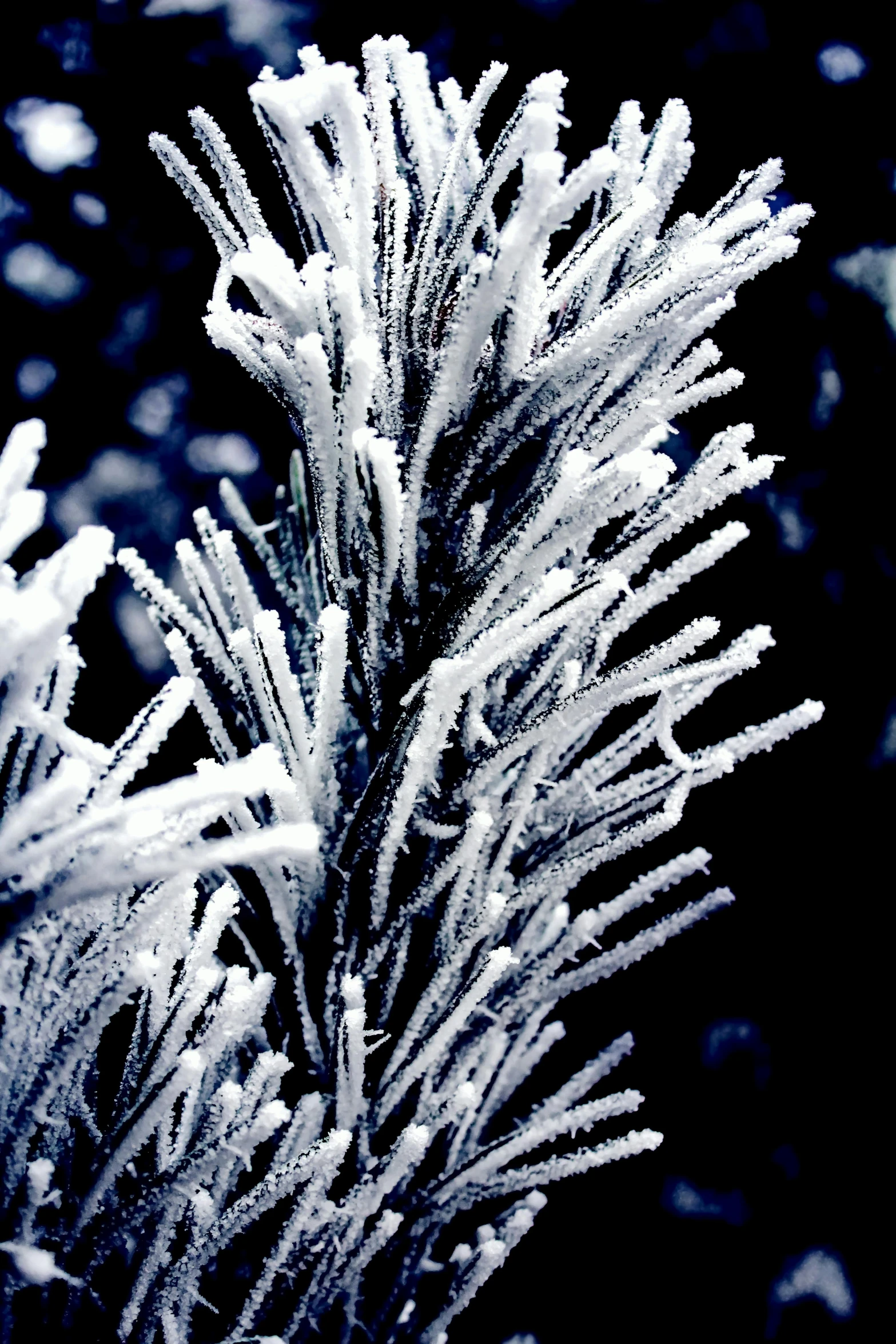 a close up of a pine tree covered in snow, inspired by Arthur Burdett Frost, frozen ice statue, with a black background, wearing ice crystals