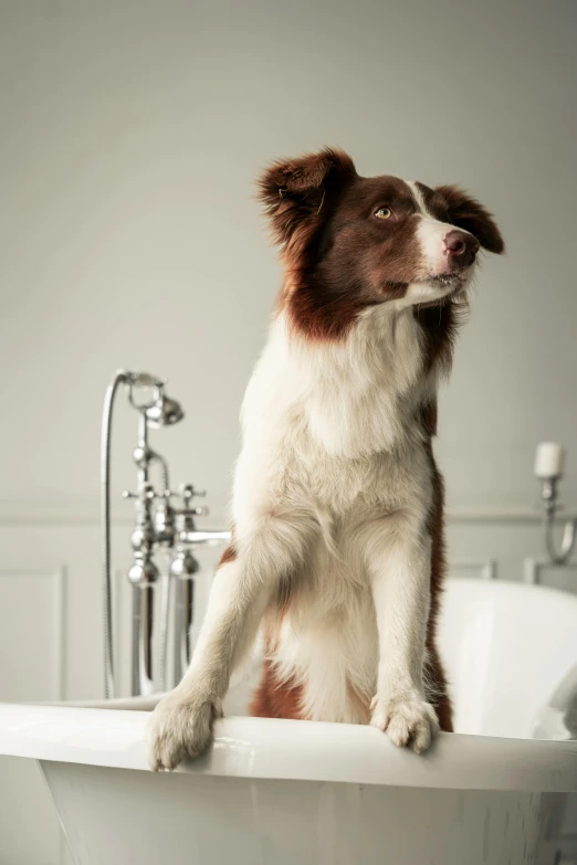 a brown and white dog sitting on top of a bath tub, a portrait, shutterstock, renaissance, award winning cinematic, border collie, advert, “ iron bark