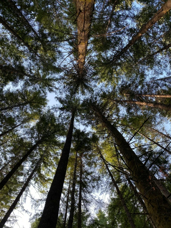 a forest filled with lots of tall trees, by Jessie Algie, unsplash, land art, looking at the ceiling, ((trees)), haida gwaii, worm\'s eye view