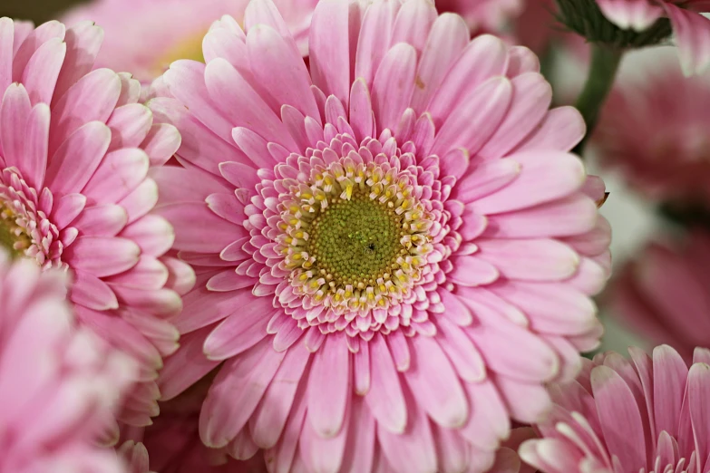 a close up of a bunch of pink flowers, giant daisy flower over head, 'groovy', light pink, ready to eat