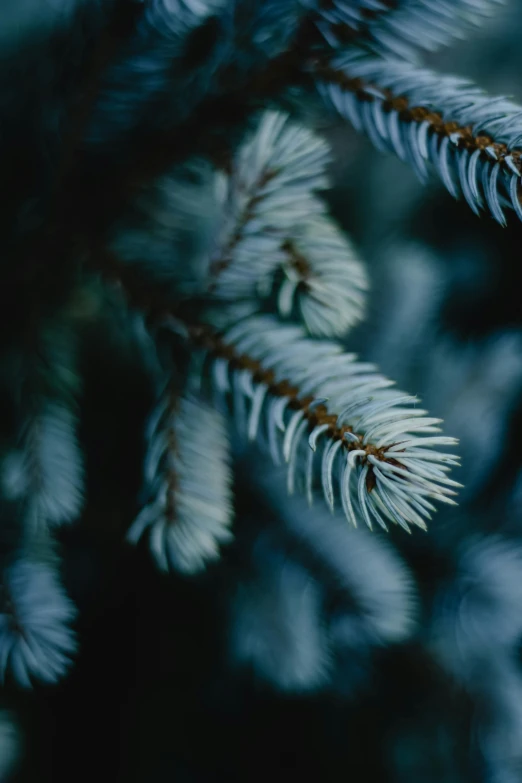 a close up of a pine tree branch, inspired by Elsa Bleda, unsplash, cold blue light, dark. no text, stacked image, multiple stories