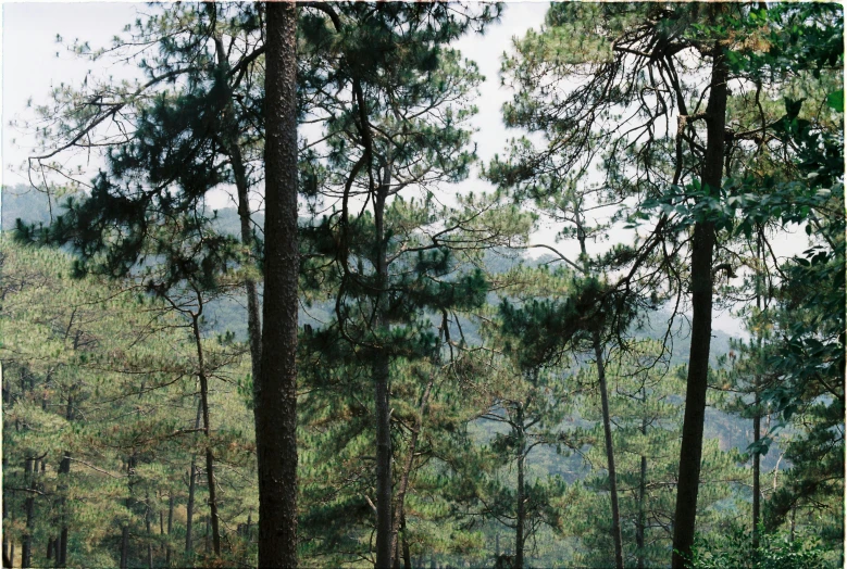 a bench sitting in the middle of a forest, an album cover, sōsaku hanga, f 1.4 kodak portra, ((trees)), uttarakhand, single pine